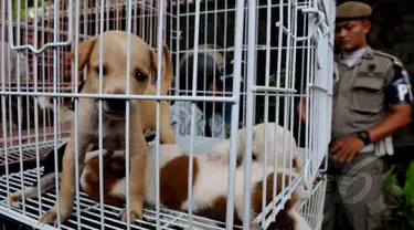 Dinas Peternakan, Perikanan dan Kelautan di bantu Satpol PP menrazia penjual anjing, di jalan Latuharhary, Jakarta Pusat, Kamis (9/4/2015). Dalam oprasinya petugas menyita puluhan anjing yang tidak memiliki kelengkapan surat. (Liputan6.com/Johan Tallo)