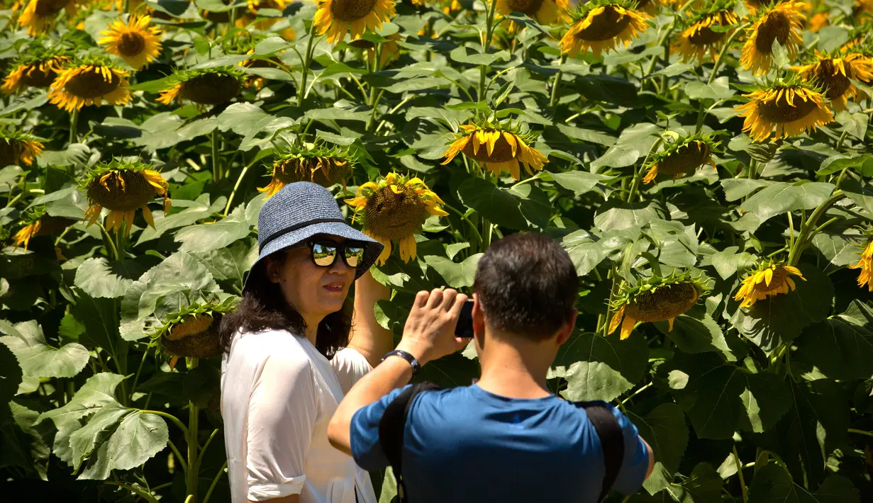 Pria mengabadikan foto seorang wanita di dekat bunga matahari di Olympic Forest Park, Beijing, China (10/7). Pihak berwenang mengeluarkan peringatan gelombang panas yang diperkirakan melonjak di atas 95 derajat (35 C ). (AP Photo/Mark Schiefelbein)