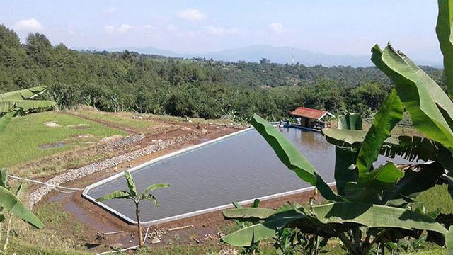 Tahun Ini El Nino Mengancam, Kementan Siapkan Langkah Antisipasi