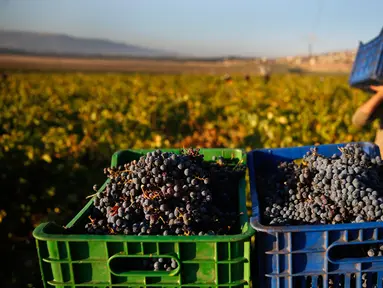 Seorang pekerja Suriah memanen anggur Syrah yang akan difermentasi menjadi arak di Desa Ammik, Lebanon timur, 8 September 2018. Arak khas Lebanon memiliki rasa manis dan kandungan alkohol yang tinggi, sekitar 40 persen. (AP Photo/Hussein Malla)