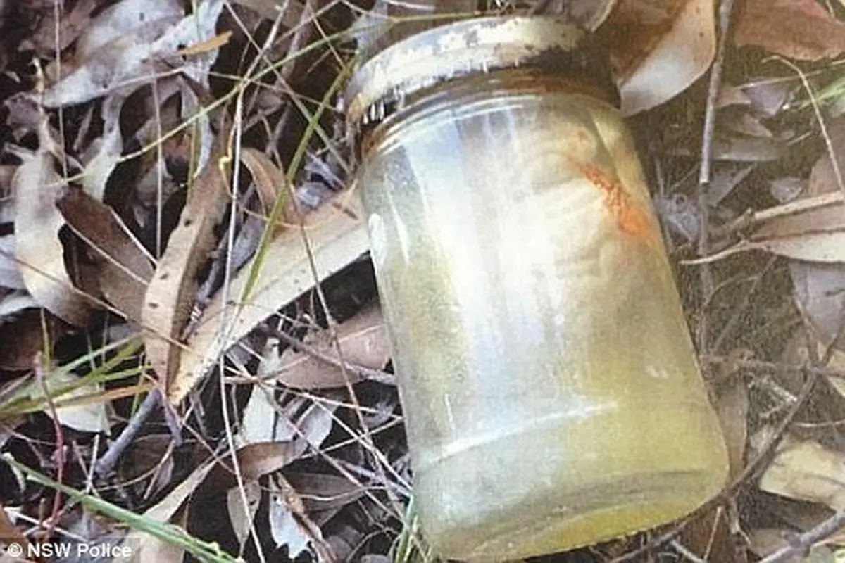 Otak Misterius Dalam Toples