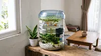 Cara Membuat Kolam Mini dari Galon Bekas untuk Ikan Guppy, Hemat Tempat &amp; Estetik