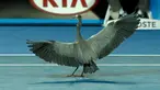 Seekor burung berada di lapangan tenis saat gelaran  turnamen tenis Australia Terbuka di Melbourne Park, Australia, Selasa (19/1). Burung ini sempat beberapa sempat  menjadi  perhatian penonton dan pemain. (REUTERS / Tyrone Siu)