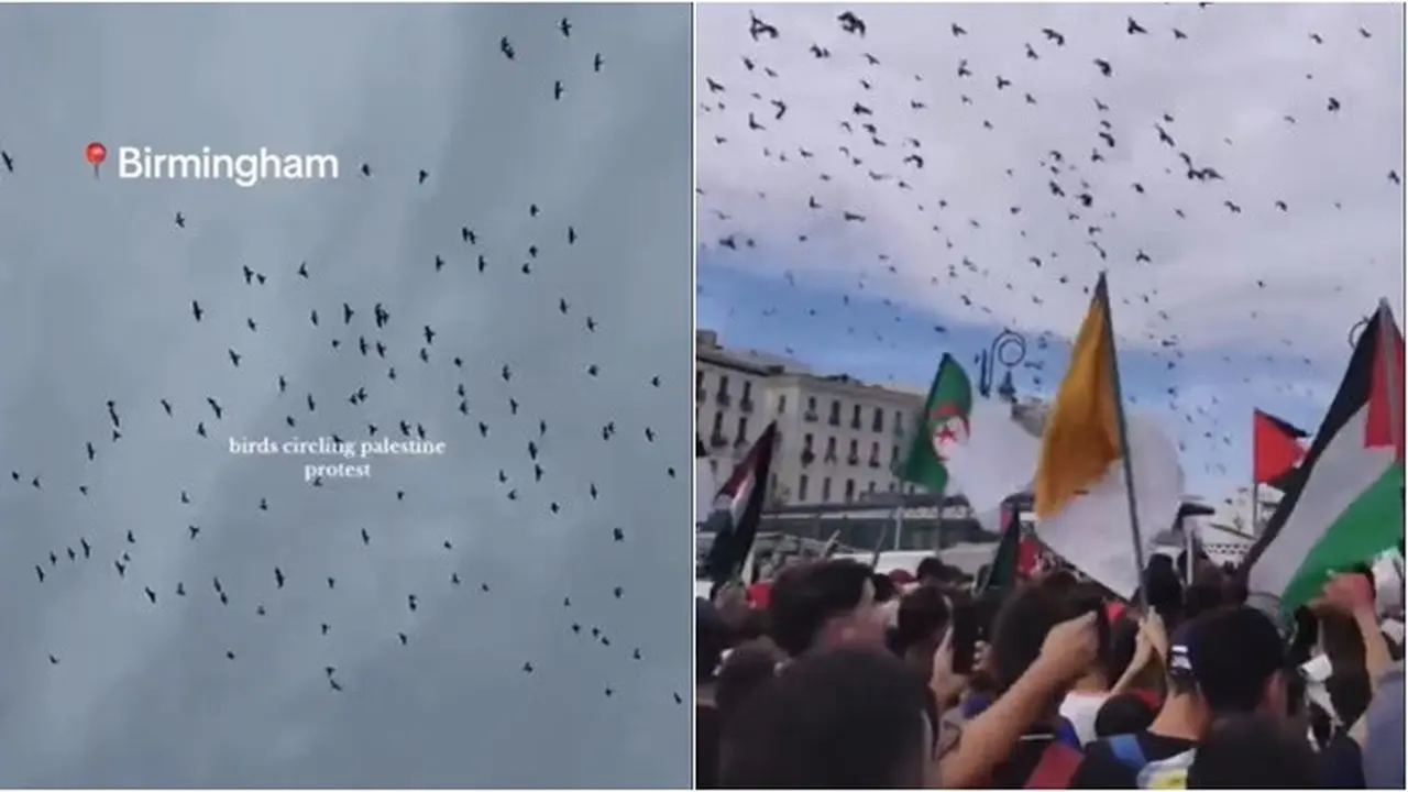 Momen Unik Kawanan Burung Bak Ikut Demo Bela Palestina, Ada di Beberapa Negara