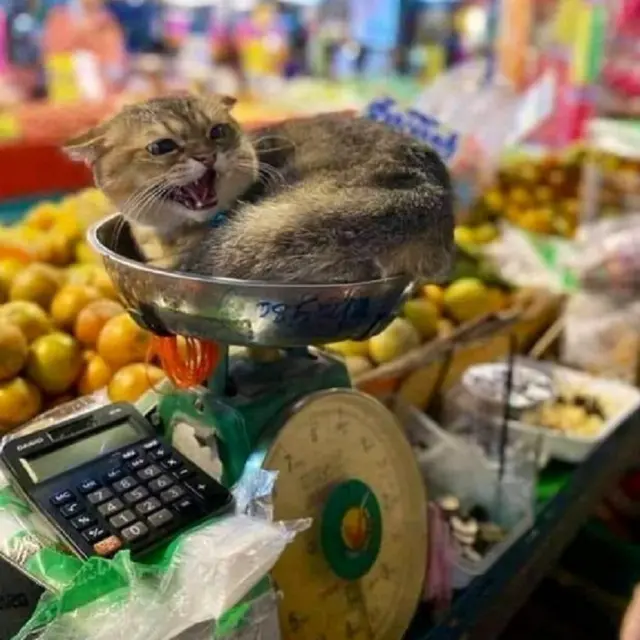 10 Potret Saat Kucing Menjaga Toko Ini Bikin Tepuk Jidat