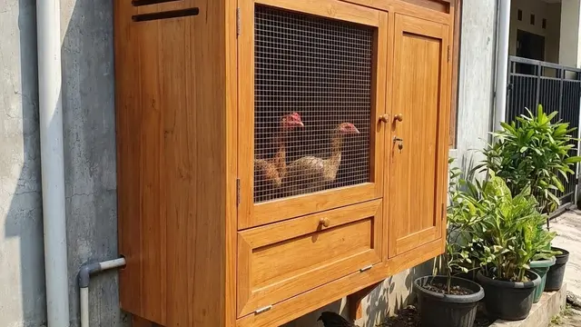 Desain Kandang Ayam Tanpa Terlihat Kumuh