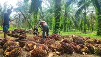 Peremajaan Sawit Rakyat Bisa Kerek Produksi CPO Buat B50