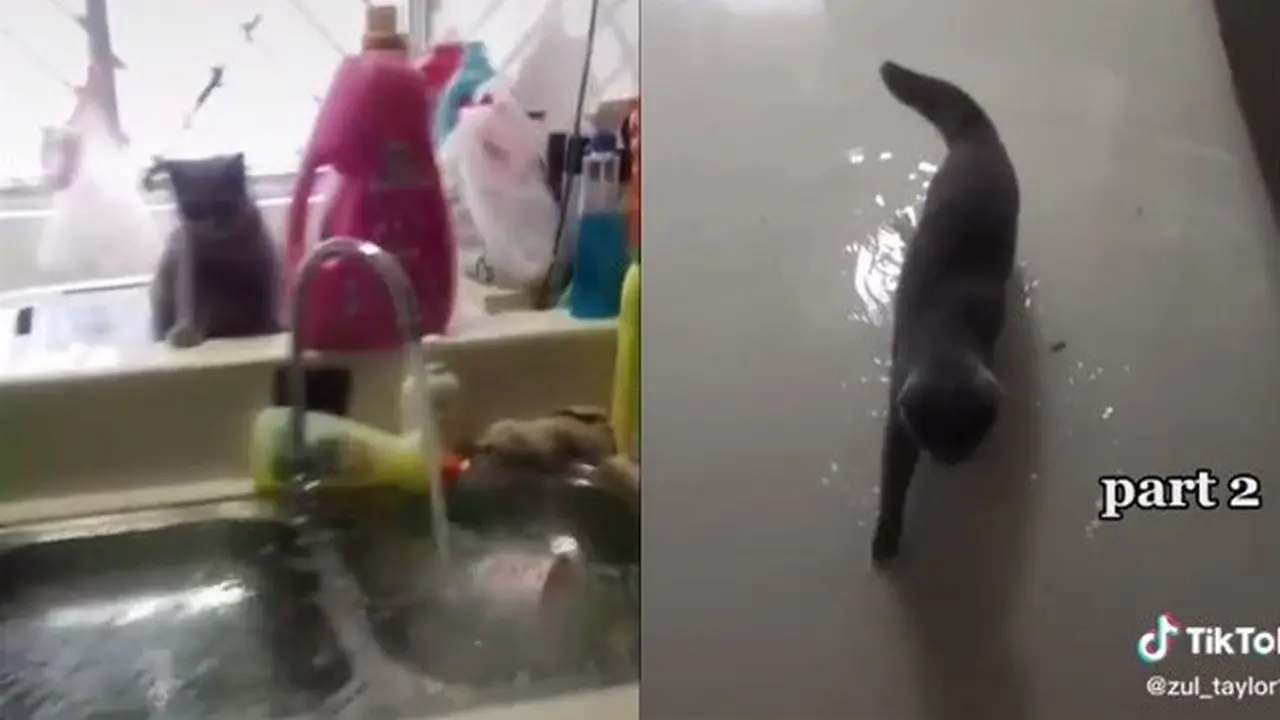 Viral, Aksi Usil Kucing Nyalakan Keran Wastafel hingga Rumah Banjir