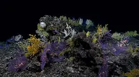Cumi-cumi Bersinar Ditemukan di Dasar Laut oleh Tim NOAA. Lokasi kedalaman laut tempat Cumi-cumi bersinar ditemukan (oceanexplorer.noaa)