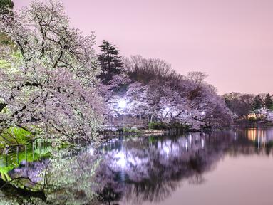 Gambar eksposur panjang ini menunjukkan bunga sakura yang mekar terlihat saat malam hari di Taman Inokashira di Tokyo, Jepang (29/3/2022). (AFP/Philip Fong)