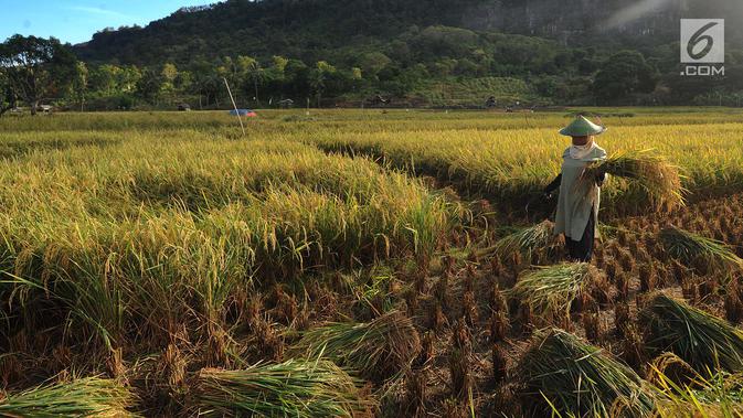 Petani memanen padi varietas Ciherang di areal persawahan Desa Ciwaru, Sukabumi, Sabtu (23/6). Petani mengeluhkan  harga gabah kering panen saat ini Rp 488 ribu/kwintal dibanding tahun lalu yang menembus Rp 600 ribu/kwintal. (Merdeka.com/Arie Basuki)
