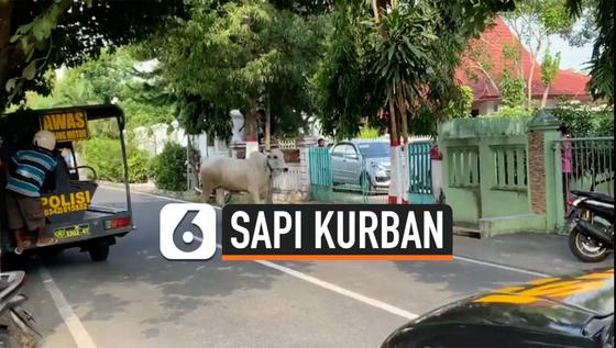 VIDEO: Sapi Kurban Mengamuk Menyerang Polisi dan Warga