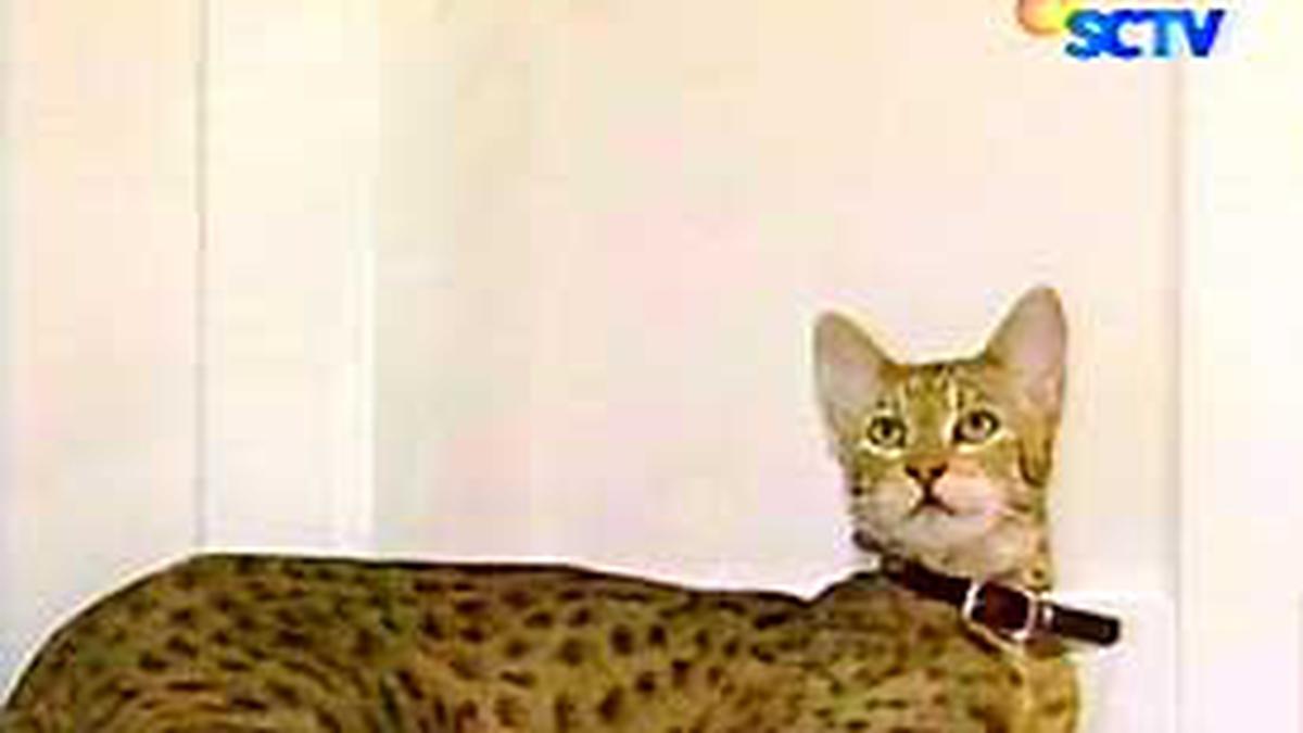 Ashera, Kucing Persilangan Buruan