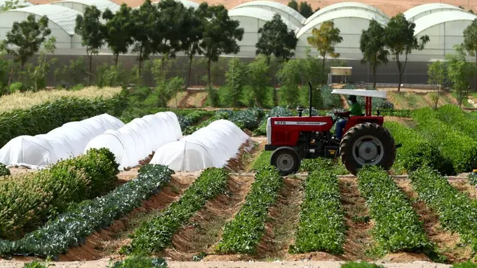 Ilustrasi Emirates Bio Farm/Dubai