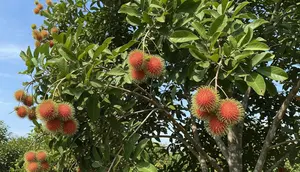 Cara Membuat Pohon Rambutan Berbuah di Luar Musim, Lebat Sepanjang Tahun