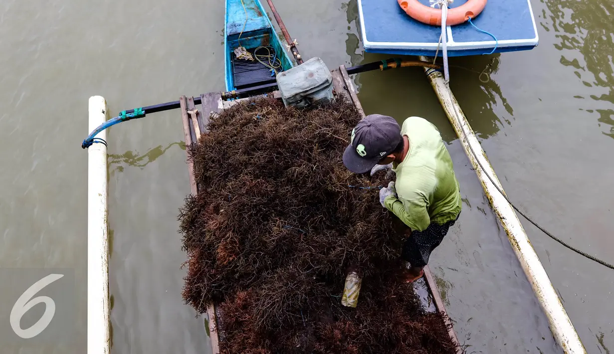 Petani mengangkut rumput laut dari kapal di kawasan Kelurahan Manggar, Balikpapan Timur, Jumat (15/4). Nelayan yang tergabung dalam Kelompok Tani Sumber Laut Berjaya, Manggar mampu memproduksi 15 ton/bulan. (Liputan6.com/Fery Pradolo)