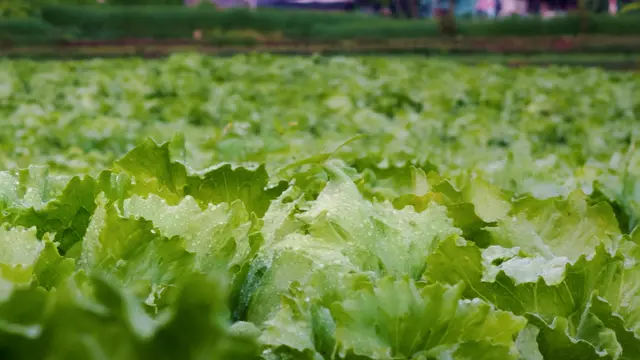 Inspiratif, Pria Garut Rintis Bisnis Pertanian Modern hingga Raih Sertifikasi Pangan Berkelanjutan Global. Foto: @niatbaikhasilbaik_id.