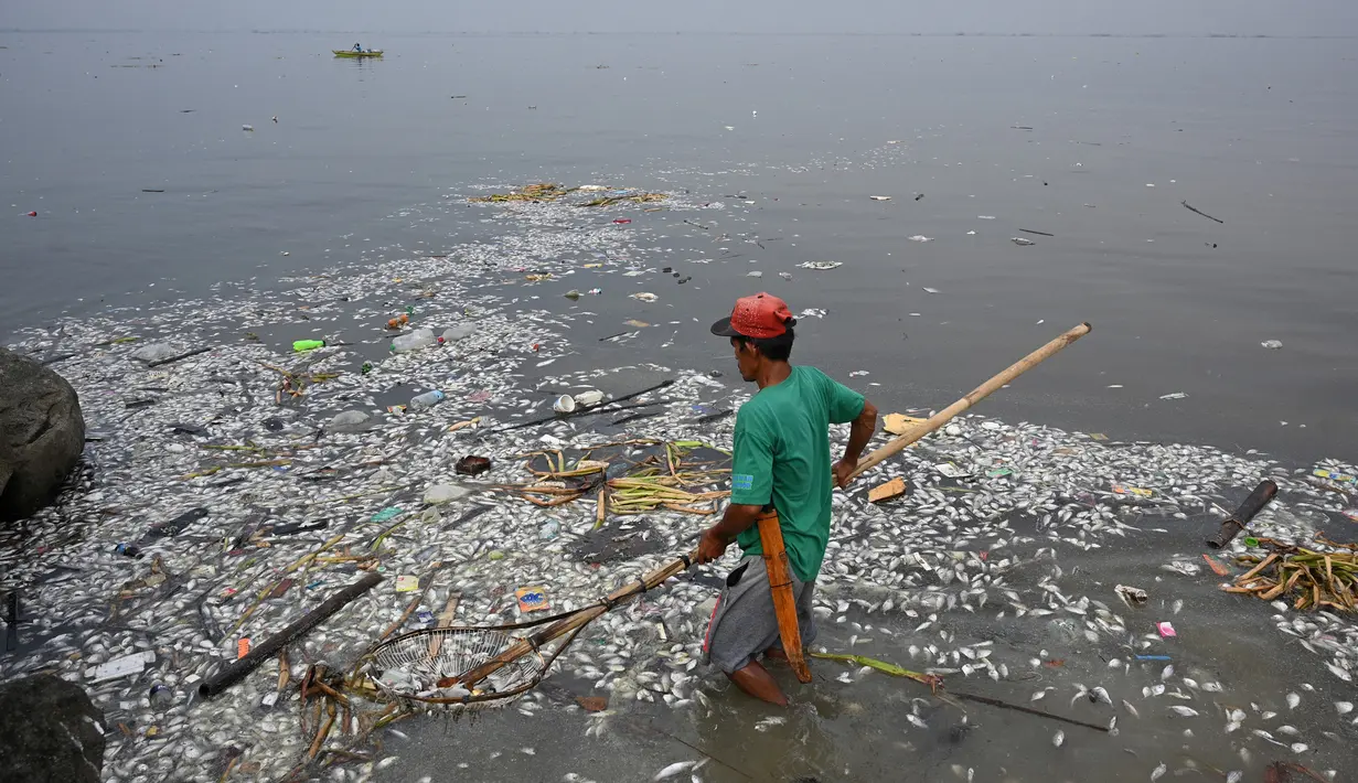 Pekerja mengumpulkan ikan mati yang hanyut ke daratan Freedom Island di sepanjang Teluk Manila, Filipina, Jumat (11/10/2019). Pekerja harus mengumpulkan ikan mati di antara sampah yang mencemari Teluk Manila. (Ted ALJIBE/AFP)