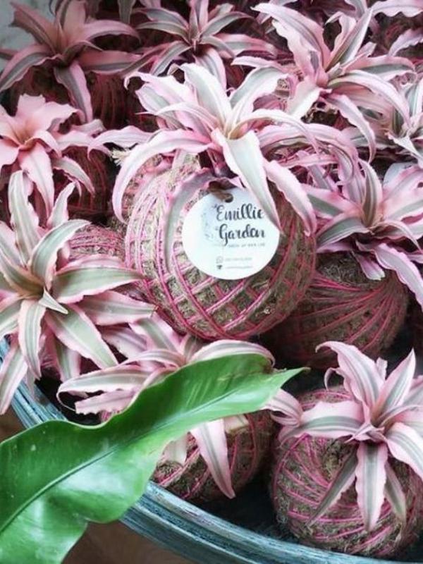 Kokedama. (dok. Instagram/@emilliegarden)