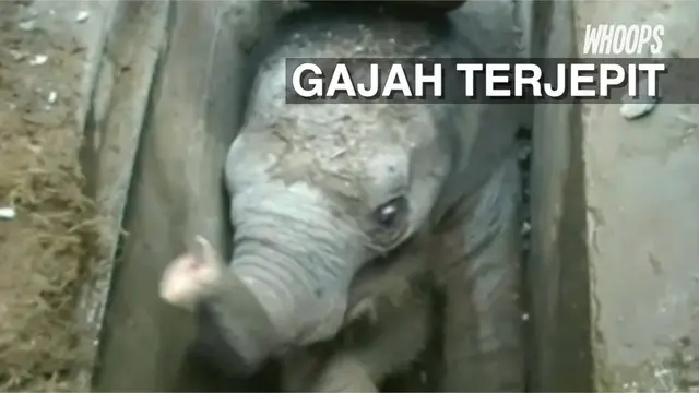 WHOOPS: Perjuangan Warga Membantu Bayi Gajah yang Terjebak di Selokan 