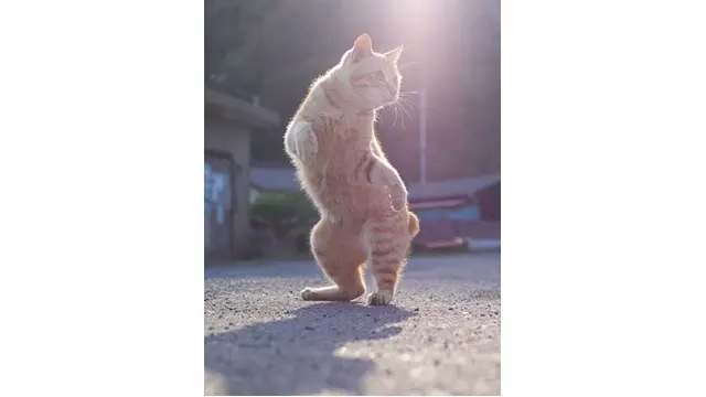 Foto Kucing Menari