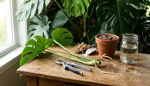 Cara Memperbanyak Tanaman Monstera agar Cepat Berakar dan Tumbuh Subur, Cocok untuk Pemula