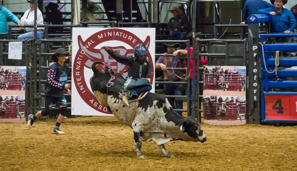 Seorang koboi junior bersaing dalam kompetisi World Finals for the International Miniature Bull Rider 2020 di Mesquite, Texas, AS, 9 Desember 2020. Kompetisi yang diselenggarakan oleh International Miniature Bullrider's Association itu diikuti oleh lebih dari 260 kontestan. (Xinhua/Dan Tian)