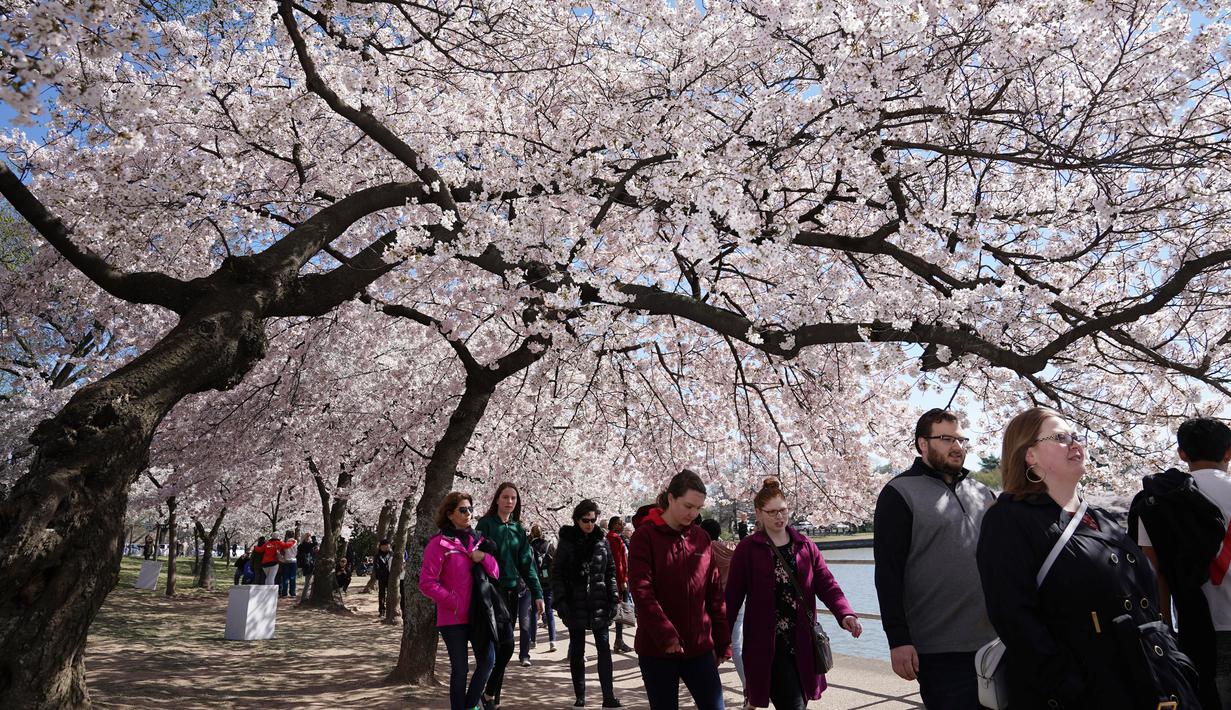 Foto Saat Bunga Sakura Bermekaran Di Negeri Paman Sam Global