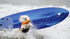 Ziggy, anjing ras american eskimo melompat dari papan seluncurnya saat dihempaskan ombak ketika mengikuti kompetisi surfing anjing Petco Unleashed ke-10 di pantai Imperial, California, 1 Agustus 2015. (REUTERS/Mike Blake)