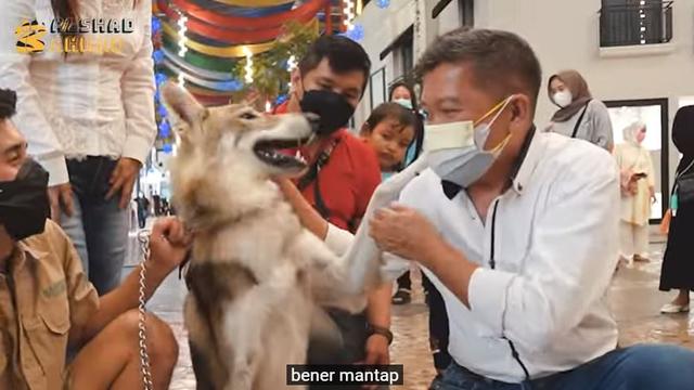 6 Potret Alshad Ahmad Ajak Serigala Jalan-Jalan di Mal, Jadi Pusat Perhatian