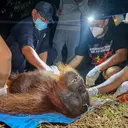 Upaya Menyelamatkan Orangutan Ira dari Dampak Karhutla