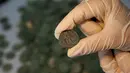 Seorang arkeolog memperlihatkan koin kuno Romawi yang disimpan di museum arkeologi di Sevilla, Kamis (28/4). Koin kuno berbobot total 600 kg itu ditemukan ketika pekerja konstruksi  sedang mengerjakan proyek pipa air di Spanyol Selatan. (Gogo Lobato/AFP)
