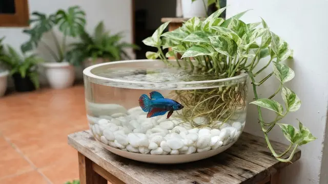 Kombinasi Batu Tanaman dan Ikan Untuk Mini Pond
