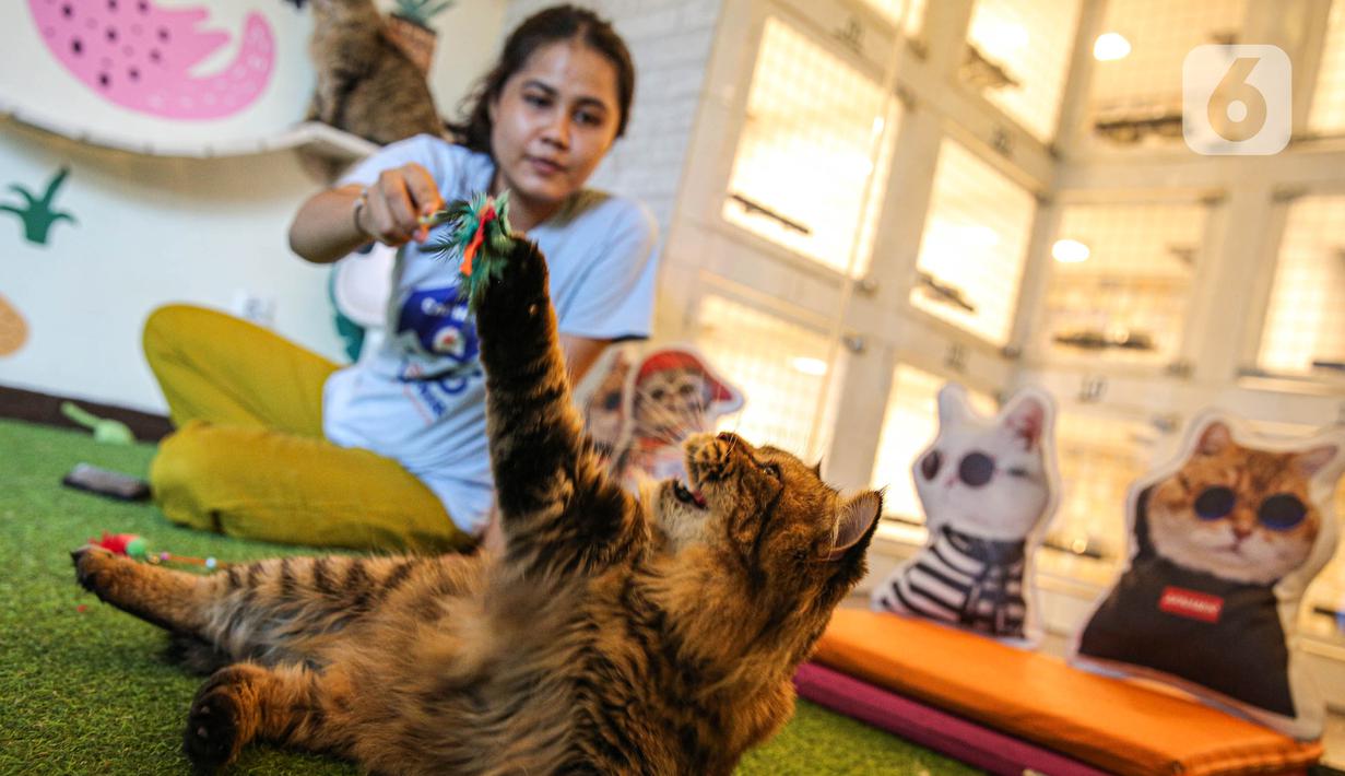 Karyawan bermain bersama kucing di tempat penitipan kucing Arnamir. (Liputan6.com/Faizal Fanani)