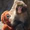 Foto ini, yang diambil pada 19 Februari 2026, menunjukkan seekor monyet makaka jantan berusia tujuh bulan bernama Punch, yang ditinggalkan induknya tak lama setelah lahir, sedang duduk dengan boneka orangutan di Kebun Binatang dan Taman Botani Kota Ichikawa di Prefektur Chiba, Jepang. (STR/JIJI PRESS/AFP)