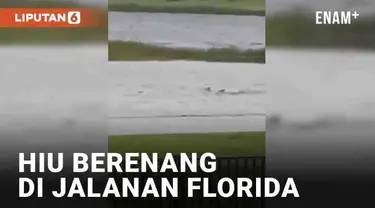 Badai Ian telah mencapai kategori 4 saat menerjang Florida, AS. Banjir tak hanya lumpuhkan akses logistik dan pasokan listrik. Namun juga memunculkan 'wahana' baru bagi hewan buas seperti hiu yang terekam berikut ini.