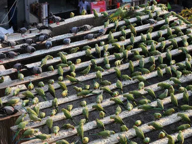 Burung-burung Parkit saat makan di rumah Joseph Sekar di Chennai, India, Jumat (17/3). Joseph Sekar telah memelihara sekitar 8000 burung parkit selama hampir 10 tahun. (AFP PHOTO / ARUN Sankar)