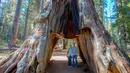 Pengunjung berpose di The Pioneer Cabin Tree, California, AS (Mei 2015). Pohon sequoia raksasa yang jadi ikon di California Sierra Nevada itu roboh pada Minggu (8/1). (AP Photo/ Michael Brown)