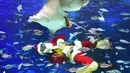 Aksi penyelam berkostum sinterklas berenang dengan ikan di Sunshine Aquarium selama acara promosi Natal di Tokyo, Jumat (14/12). Sunshine Aquarium adalah rumah dari hampir 37.000 ekor ikan dan 750 jenis hewan laut. (Photo by Kazuhiro NOGI / AFP)