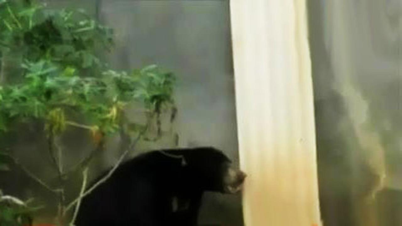 Sopir Angkot Mogok Beroperasi hingga Beruang Masuk Rumah Warga