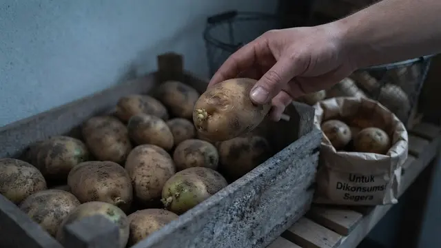 Cara Menyimpan Kentang agar Tidak Cepat Bertunas