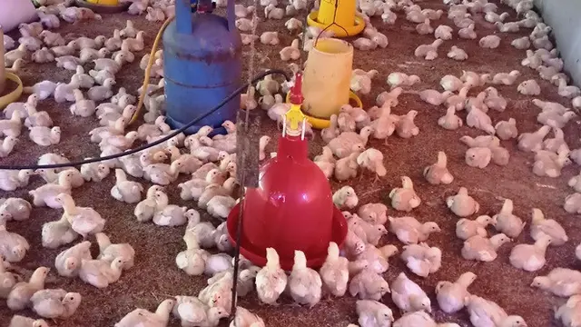 Ayam Herbal