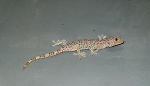 Ilustrasi Cicak. (Unsplash - James Tiono)