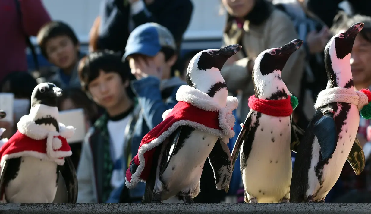 Sejumlah penguin berjalan beriring mengenakan kostum nuansa natal di Hakkeijima Sea Paradise di Yokohama, Jepang (12/12/2015). Kegiatan Natal di Hakkeijima Sea Paradise akan berjalan sampai tanggal 25 Desember (AFP PHOTO / Toshifumi Kitamura)