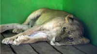 Singa Afrika betina (Panthera Leo) bernama Eka tidur di kandangnya di kompleks Taman Satwa Taru Jurug (TSTJ), Solo, Jumat (8/6 - 2018). (Solopos/M. Ferri Setiawan)