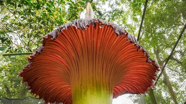 Bunga bangkai mekar sempurna di Kebun Raya Cibodas, Cianjur, Jawa Barat. Tinggi bunga raksasa ini mencapai 3 meter lebih. (Foto: BRIN)