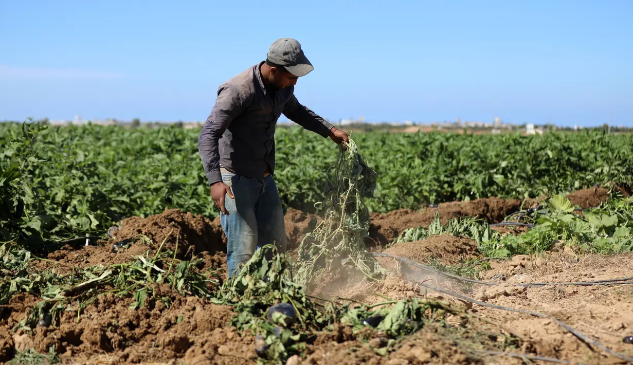 Seorang petani Palestina memeriksa lahan pertaniannya setelah buldoser tentara Israel merusak sebagian lahan itu, yang berada di sebelah timur Khan Yunis di perbatasan Jalur Gaza selatan (13/10/2020). (Xinhua/Yasser Qudih)