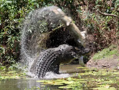 Gambar yang diambil pada 10 Oktober 2015 memperlihatkan dua ekor buaya air asin tengah bertarung di Catfish Waterhole, Taman Nasional Rinyirru, Queensland, Australia. Dua ekor buaya tersebut kelaparan untuk saling memakan. (REUTERS/Sandra Bell)