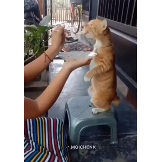 6 Potret Kucing Makan Disuapi Seperti Manusia Ini Kocak, Manja Banget