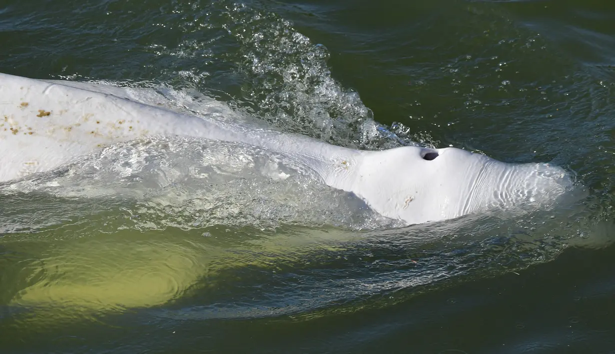 Seekor paus beluga terlihat berenang di sungai Seine Prancis, dekat kunci di Courcelles-sur-Seine, Prancis barat pada 5 Agustus 2022. Beluga dianggap sebagai spesies yang terancam punah dan sering ditemukan di perairan dangkal pesisir Kutub Utara.  (Jean-François MONIER / AFP)